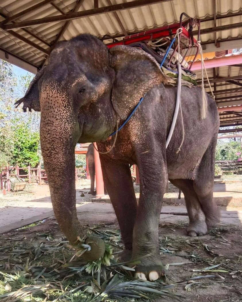 Thailand - Neue Bewohner im Elephant Nature Park